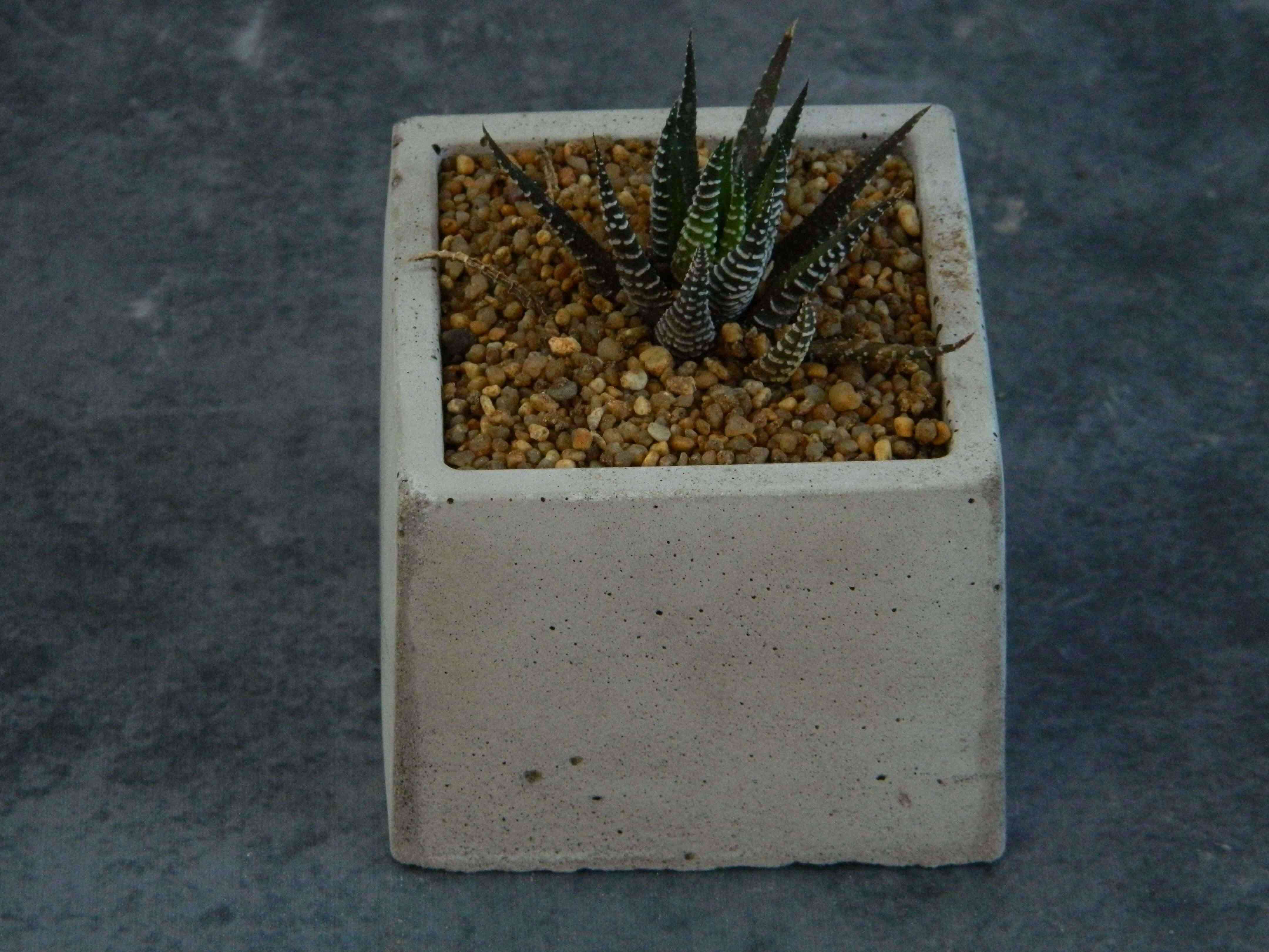 Haworthia Fasciata Maceta cemento cuadrada